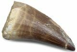 Fossil Mosasaur (Mosasaurus) Tooth - Morocco #384019-1